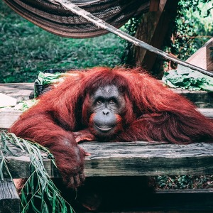 Orangutan's Trailblazers